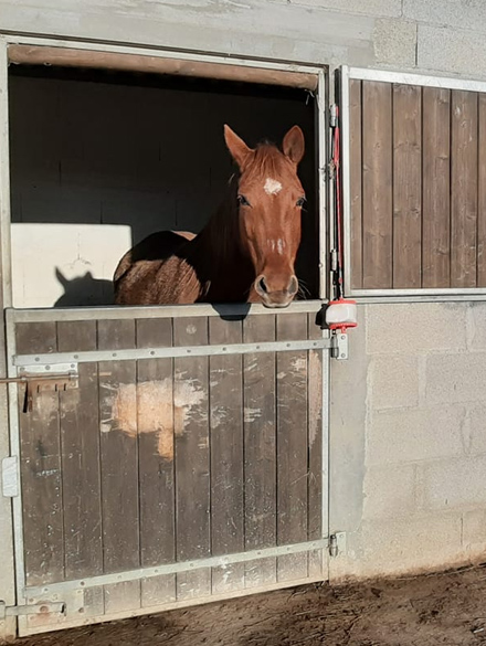 JOALLAND EQUITATION Centre Equestre La Plaine Sur Mer Presta3