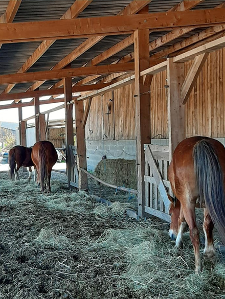 JOALLAND EQUITATION Centre Equestre La Plaine Sur Mer Presta3
