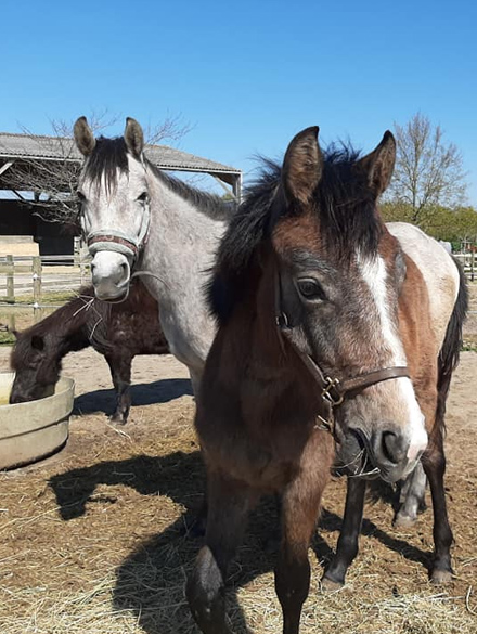 JOALLAND EQUITATION Centre Equestre La Plaine Sur Mer Presta3