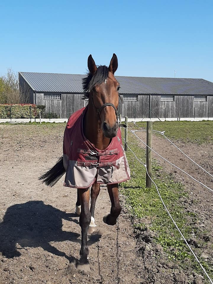 JOALLAND EQUITATION Centre Equestre La Plaine Sur Mer Img 1