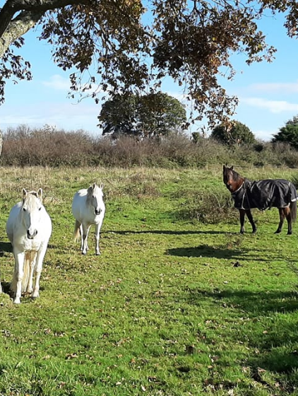 JOALLAND EQUITATION Centre Equestre La Plaine Sur Mer Presta3